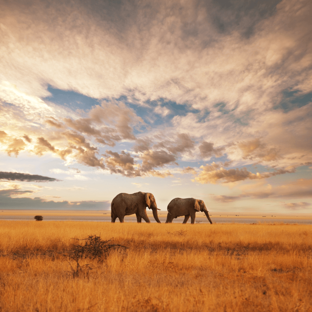 Kenya e-visa application form