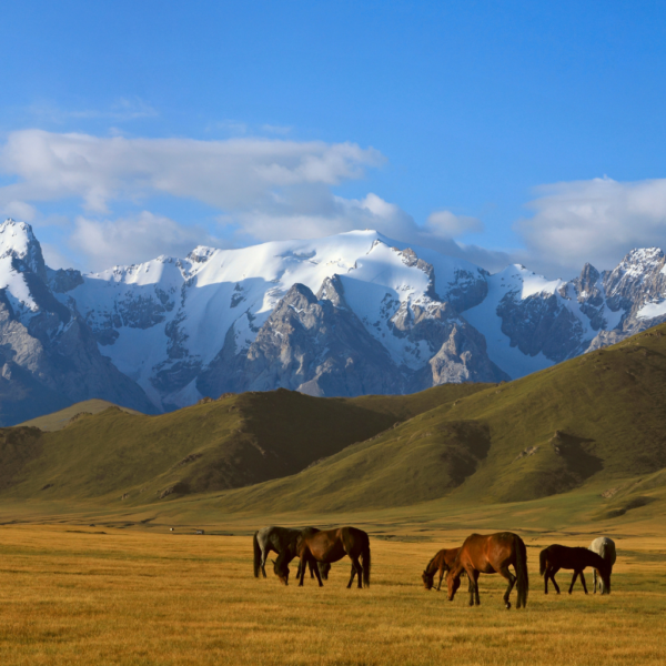 Online e-visa application for Kyrgyzstan