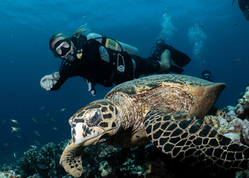 scuba diving indonesia